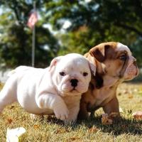 Health Tested English Bulldogs Available. image 3